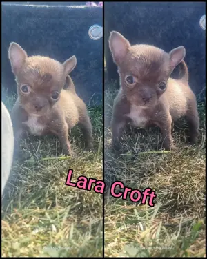 2 Chihuahuas in Schoko mit weissem abzeichnen 