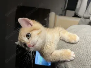  Goldene Kitten reinrassig mit Stammbaum Impfung Abholbereit
