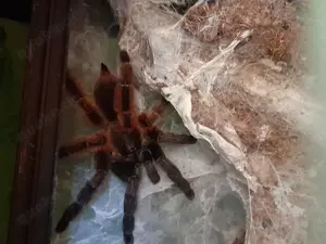 Verschiedene Vogelspinnen und Insekten 