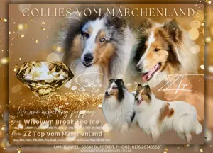 Wir erwarten Collie Welpen mit Ami linien 