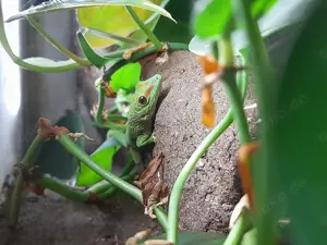 Madagaskar Taggecko Phelsuma grandis 
