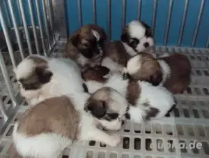Süße Shih Tzu Welpen zur Adoption 