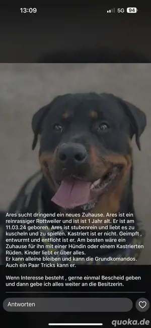 Rottweiler Rüde 