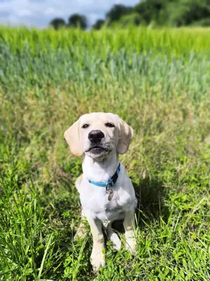Labrador Welpe (Mädchen) 