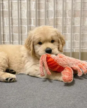  Golden Retriever Welpen (3 Monate) zu verkaufen