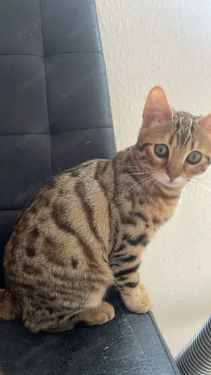 Bengalkatze 