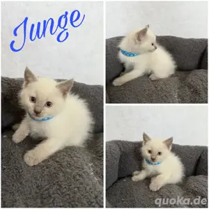 BKH Mix Kitten suchen ein neues Zuhause 