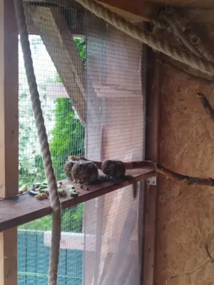 Chinesische Baumstreifenhörnchen  Bild 3