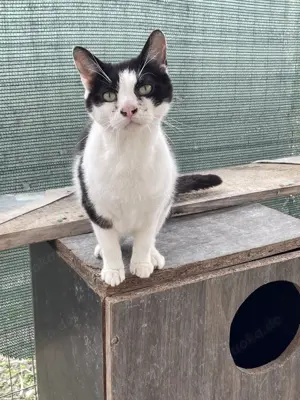 Freddy, ein wenig schüchtern, sucht geduldiges Zuhause mit Freigang Bild 3