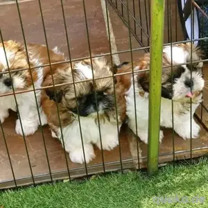 Shih Tzu Welpen zu verkaufen