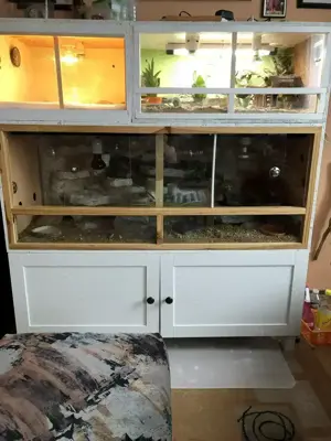 Dünnfingergeckos 