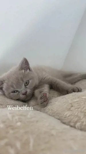 bkh kitten Abgabebereit 