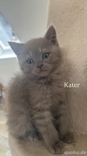 BKH Kitten Abgabebereit 