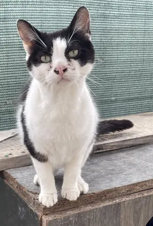 Freddy, ein wenig schüchtern, sucht geduldiges Zuhause mit Freigang Bild 2