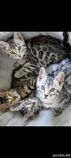 Reinrassige Bengal-Kitten mit Stammbaum 