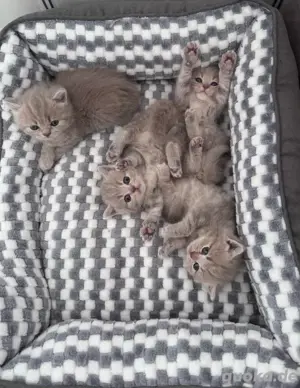 BKH Kitten