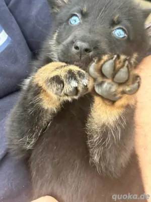 Australian Shepard Deutscher Schäferhund Hündin Bella 