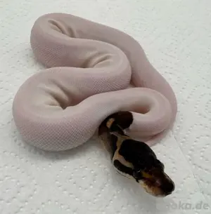 0.1 Cinnamon Piebald Weibchen