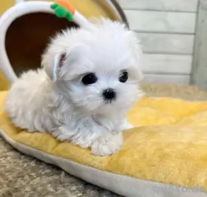 Malteser mini welpen