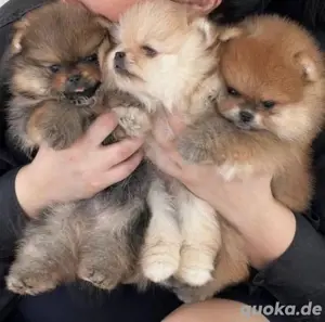 Pomeranian mini Zwergspitz welpen