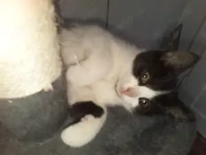 Kleine Maikatzen zu vergeben 