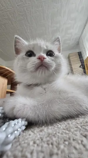 Britische Katzen: kurze Haare 
