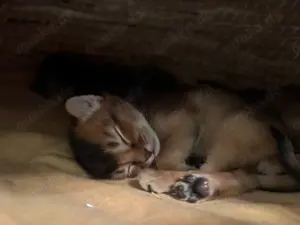 Traumhaft schöne Abessinier Variant Kitten mit Stammbaum 