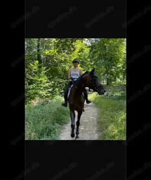 Verkaufe 9 jähriges, bildhübsches Springpferd