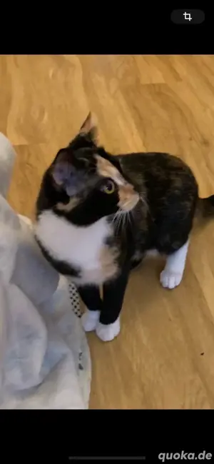 katze jung 