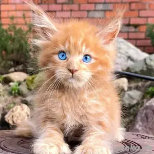 Bezaubernde Maine-Coon-Kätzchen suchen ein neues Zuhause