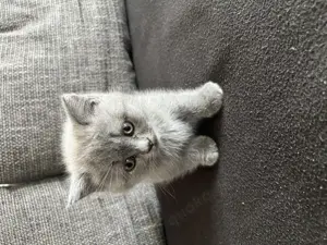 Reinrassige BKH Kitten 
