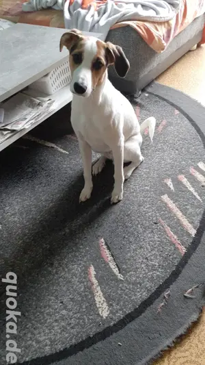 Parson Jack Russell sucht noch einen Futterspender 