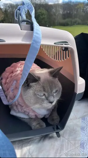 bkh katze w