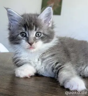 Maine-Coon-Kätzchen