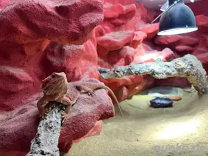 Bartagame - Pogona Vitticeps (weiblich) | Translucent
