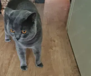 Bkh Deckkater reinrassig 