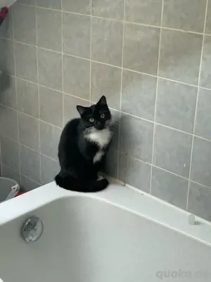 katze Lucy