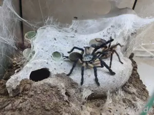 0.1 Monocentropus balfouri 