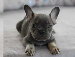 Französische Bulldoggewelpen mit Papieren!!