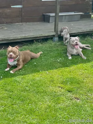 American Pocket Bully Welpen 12 wochen alt 5 Rüden 