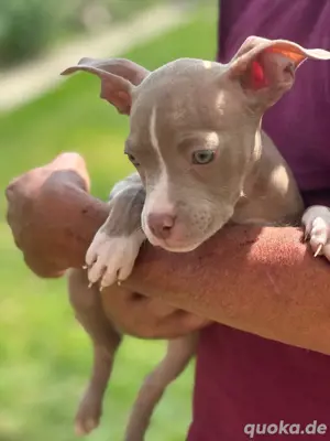 12Wochen alte American Pocket Bully Welpen 5 Hündinnen
