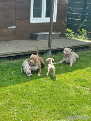 12Wochen alte American Pocket Bully Welpen 5 Hündinnen