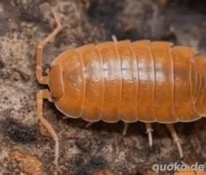 Porcellionides pruinosus Kubanische Asseln 20+ Ansatz Cubaris Armadillidium Isopode