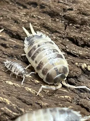 Porcellio Laevis Panda 12+ Ansatz Assel Bodenpolizei Cubaris Armadillidium