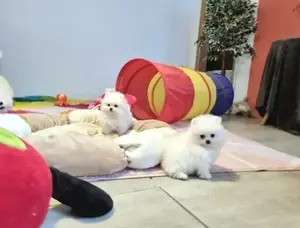 Reinrassiger Zwergspitz Pomeranian mit Ahnentafel!!