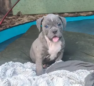 4 prachtvolle Old English Bulldog Welpen suchen noch ihr Traumzuhause 