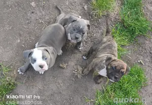 prachtvolle Old English Bulldog Welpen 