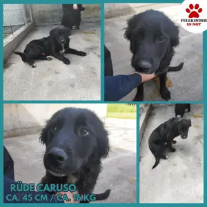 Caruso Junghund Mischling Rüde sucht Zuhause oder Pflegestelle