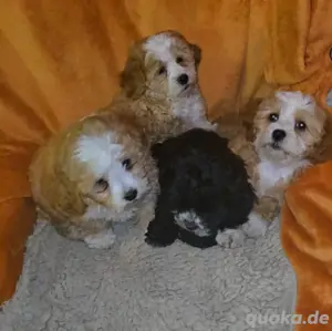 Süße Shih tzu Toypudel Welpe 