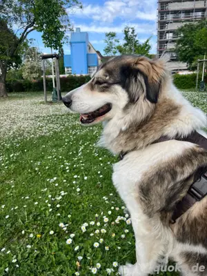 braun weiße Hütehündin